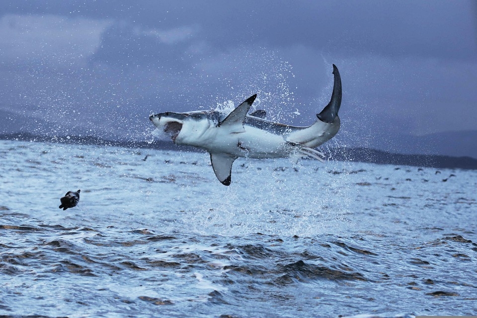 Учени заснеха как косатки убиват бяла акула (Видео)
