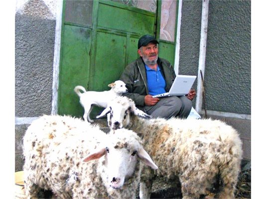 Овчиците, изглежда, нямат нищо против новото занимание на своя пастир.
СНИМКА: АВТОРЪТ