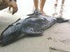 Експерти съветват как да помогнем на делфини в беда