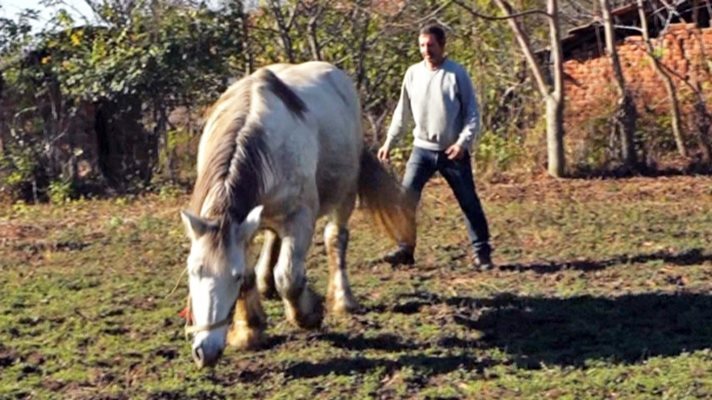 Стопанинът на бременната кобила Преслава Румен Радков: Моля се да не я убият!