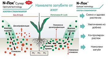 Азотът, задържан около корените, гарантира по-доброто му усвояване от растенията