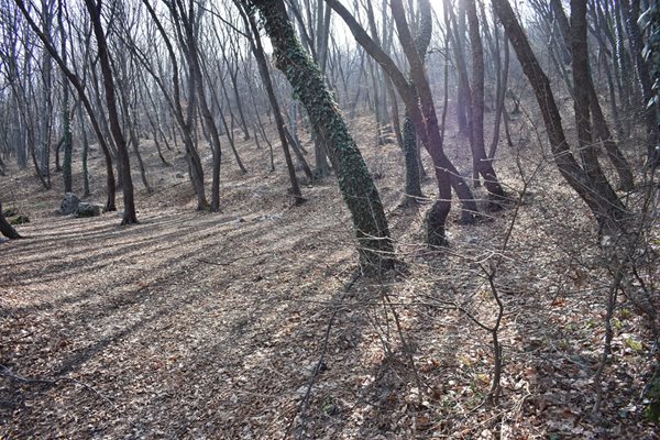 В Асеновград вече раздават безплатно растителност за засаждане.