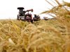 Китай ще трансформира 6,7 милиона хектара солено-алкална почва в плодородна земя чрез засаждането на специален сорт ориз