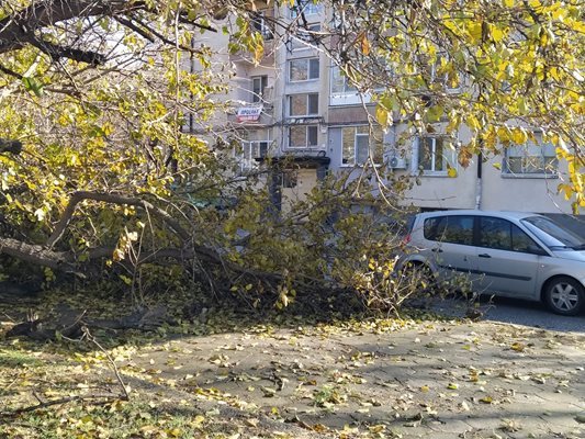 Падналите в снега в края на ноември м. г. дървета и колни останаха неразчистени над месец.