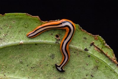     The huge worm on the island of Kalimantan Photo: Depositphotos