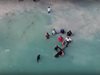 Спасиха заседнал кит в Доминиканската република (Видео)