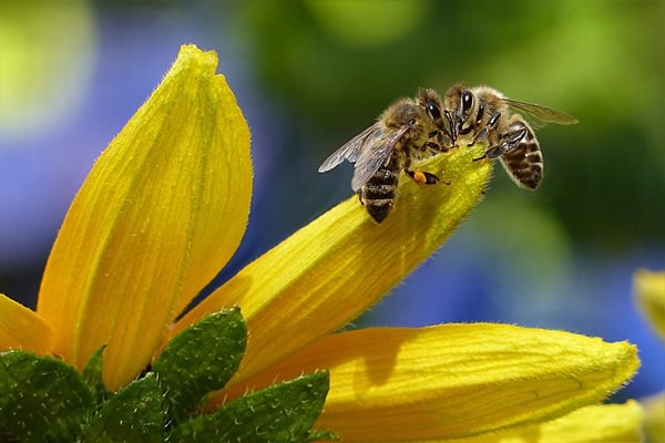 Пчелите във Великобритания са засегнати от най-тежката епидемия от десетилетие