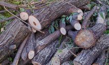Разкриха бракониери на дърва в Разложко