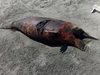 Само в "24 часа": Двуметров делфин стряска туристи на див плаж край Поморие (Снимки)