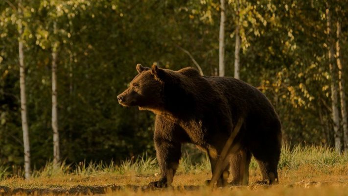 Аристократът гръмнал звяра в защитен резерват в Румъния, разследват случая, чака го сериозно наказание