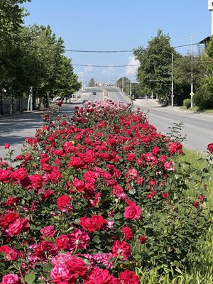 Средните разделителни ивици на булевардите са отрупани с рози.