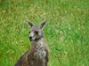 Природозащитници предупреждават, че плъховидните кенгура са застрашени от 
изчезване