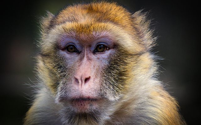 Маймуна. СНИМКА: Pixabay