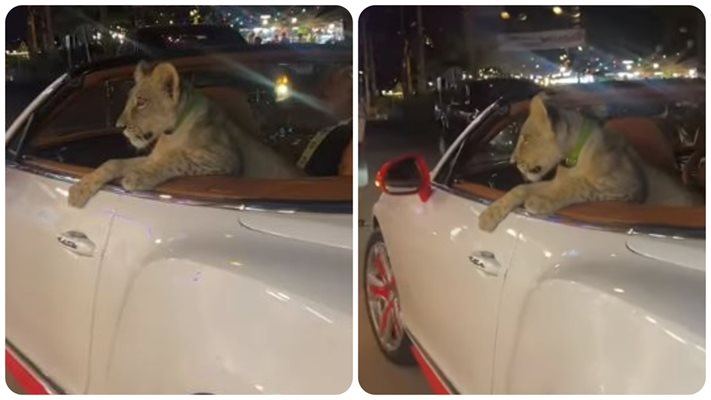 Жена вози лъв в колата, арестуват я (Видео)
