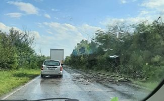 Буря и градушка във Великотърновско събори дървета