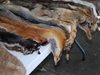 Природозащитничка се съблече при минус 16 градуса в Южна Корея против търговията с животински кожи