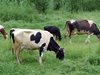 Фермер плаща 1500 лв., кравите му изяли лозя, овошки и лук на съселянин