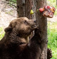 Станди обожава ледени блокчета с плодове. СНИМКИ: Парк за мечки - Белица.