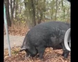Огромно прасе се разходи и закуси край Окръжната болница в Пловдив