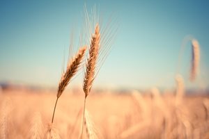 Засега студът не застрашава посевите с пшеница в Добричко