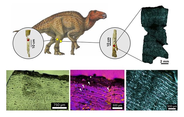 Реконструкция на хадрозавроид с изследваните от екипа кости на подбедрицата и особеностите на костните тъкани на големия пищял, наблюдавани под микроскоп. 

ИЛЮСТРАЦИЯ: ВЛАДИМИР НИКОЛОВ