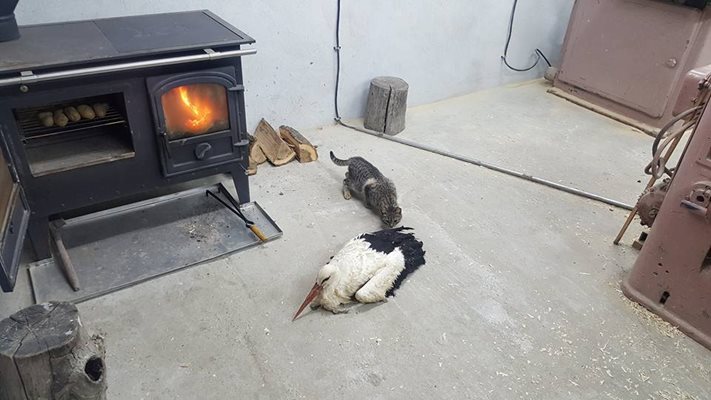 В село Наум знаят къде е най-добре за птиците - до горящата печка