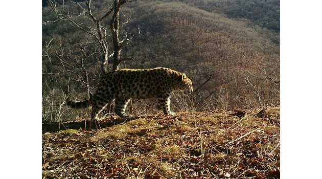 Снимка:"Земята на леопарда" /ФГБУ "Земля леопарда"