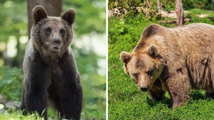 Преди дни мечка уби млада жена в същия регион