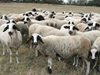 До 13 април ще бъдат изплатени субсидиите на животновъдите