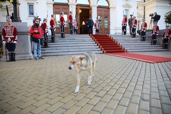 Кучето пред парламента на откриването на 48-ото Народно събрание
