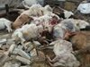 „Джипито” на мъртвото стадо кози, яли отровна царевица, ще бъде наказан, не уведомил ОДБХ