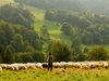 Пастири със заплата над 1500 евро търсят в Турция