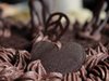 Шоколадът е необичаен съюзник в борбата срещу диабета