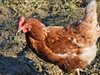 Експерт: В страната продължава да има огнища на инфлуенца по птиците