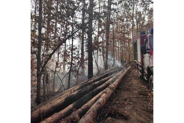 Пожарът е нанесъл щети на около 5 дка гора край странджанското село Стоилово. Кадри: МВР