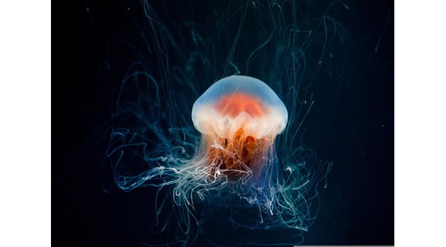 Медузите – новият господар в световния океан