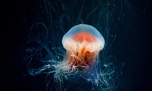 Медузите – новият господар в световния океан