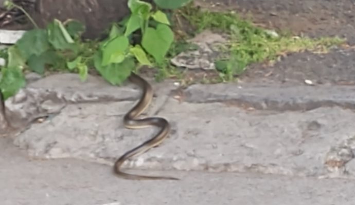 Змия беше видяна из улиците на София Снимка: Фейсбук/ Violeta Stoianova