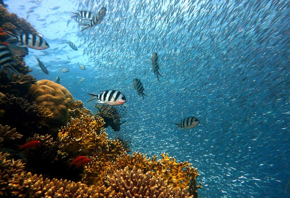 Учени: Кораловите рифове страдат от липса на кислород