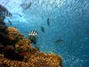 Учени: Кораловите рифове страдат от липса на кислород
