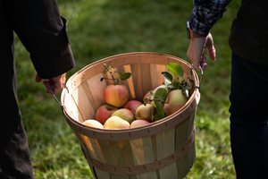 Цените на ябълковия сок са исторически високи, тъй като индустрията очаква данни за новата реколта