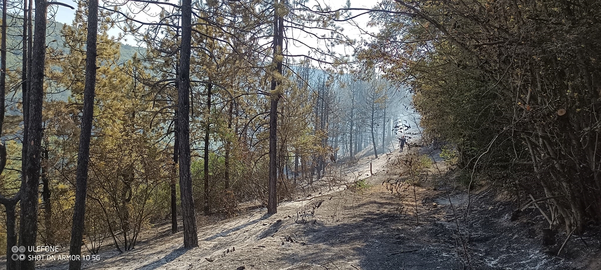 Горски и пожарникари спасиха над 200 декара широколистна гора край Сухиндол
