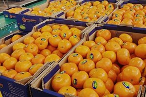С 35% по-малко цитрусови плодове е изнесъл Израел