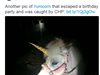 Полицаи в САЩ преследваха пони в костюм на еднорог 4 часа