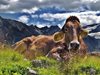 Австрия затяга мерките за туристите, след като крава уби планинар