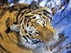 Тигрица избяга от клетката си в зоопарка в Санкт Петербург