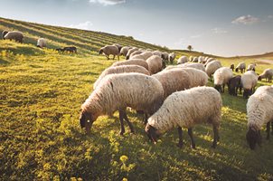 Диарията при овцете се лекува, стига да е открита навреме