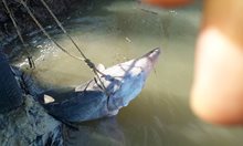 Разследват бракониерски лов от Дунав на 200-килограмова моруна (Снимки)