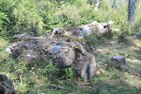 Отсечени дървета в района над Карлово.