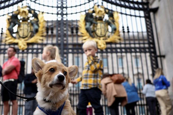 Цените на коргитата – породата кучета, любими на покойната кралица Елизабет II, са се удвоили. 
Снимка: Ройтерс